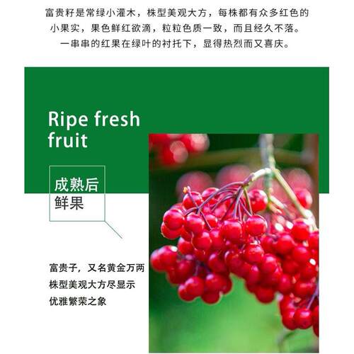 金玉满堂花植物带果发货富贵籽盆栽黄金万两室内客厅年宵花绿植 - 图1