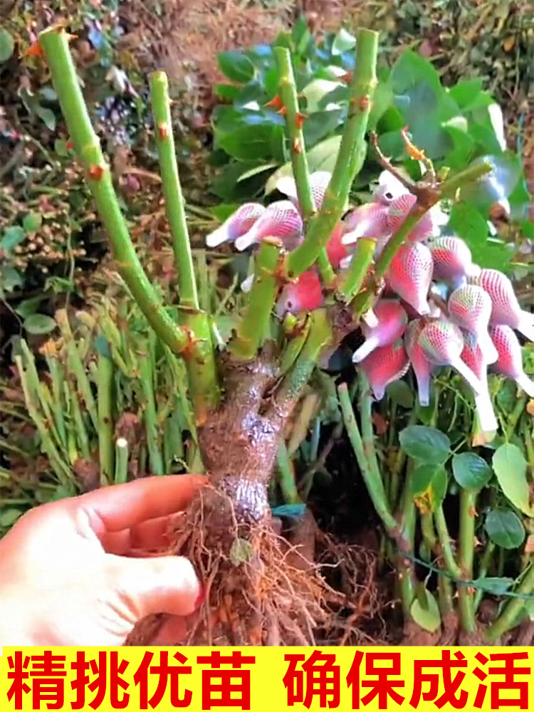 玫瑰花老桩树苗大花盆栽月季花苗四季开花庭院阳台带花苞花卉好养 - 图0