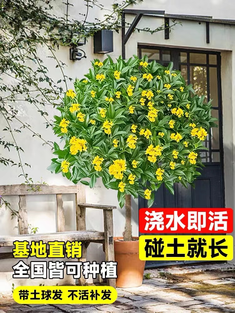 金桂花树苗盆栽八月桂花苗庭院耐寒大树苗四季开花卉阳台花期精品-图0