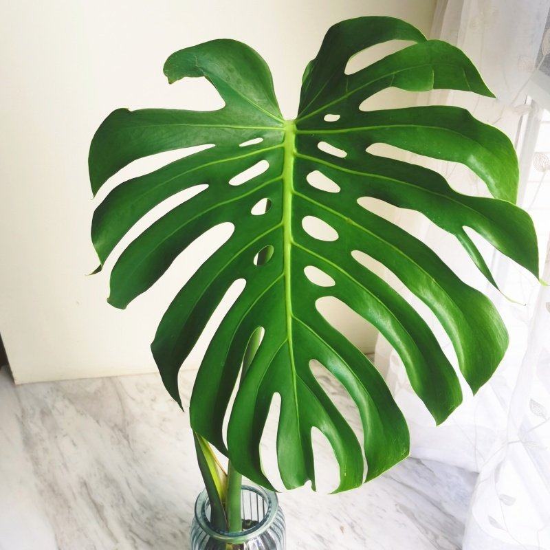 水培植物龟背竹盆栽老桩四季常青大叶室内观叶桌面绿植,淘宝优惠券,粉丝福利购,淘宝优惠卷