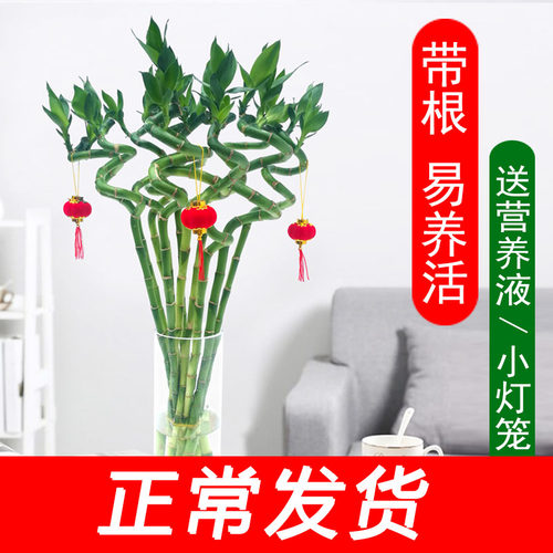 富贵竹转运竹水培植物室内桌面绿植盆栽净化空气弯竹水养带根包邮 - 图2