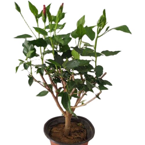 大花重瓣扶桑花苗带花苞重瓣木槿朱槿牡丹花多季开花绿植盆栽 - 图3
