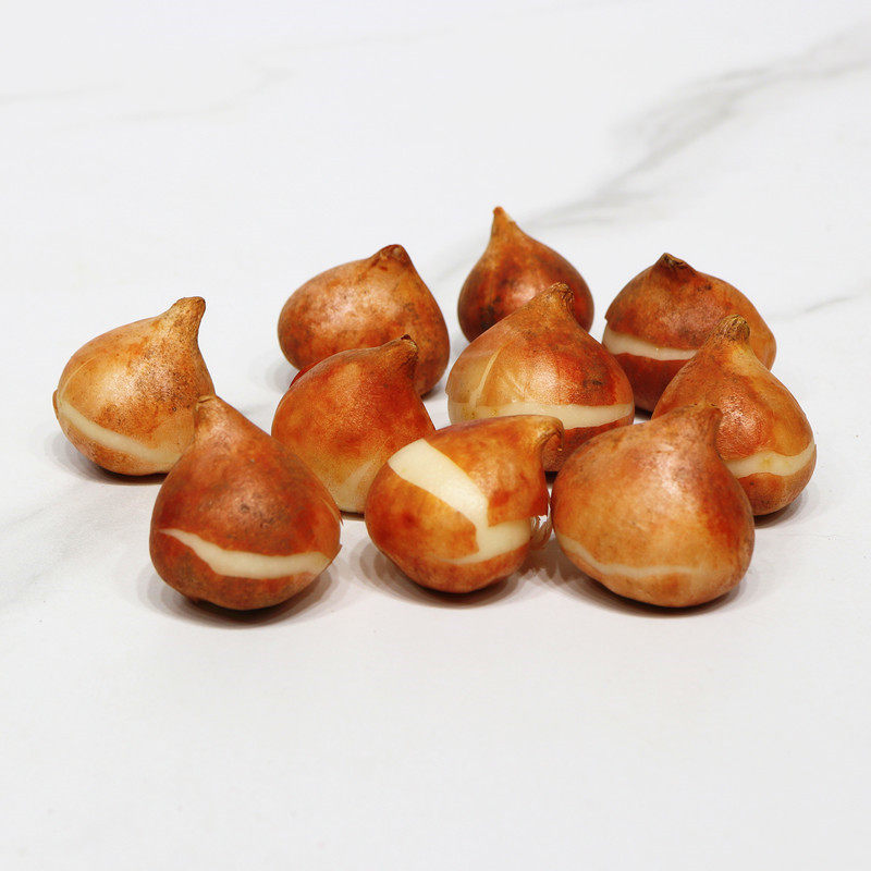 10颗郁金香5度球种球地栽阳台土水培盆栽四季风信子花卉秋冬耐寒,淘宝优惠券,粉丝福利购,淘宝优惠卷