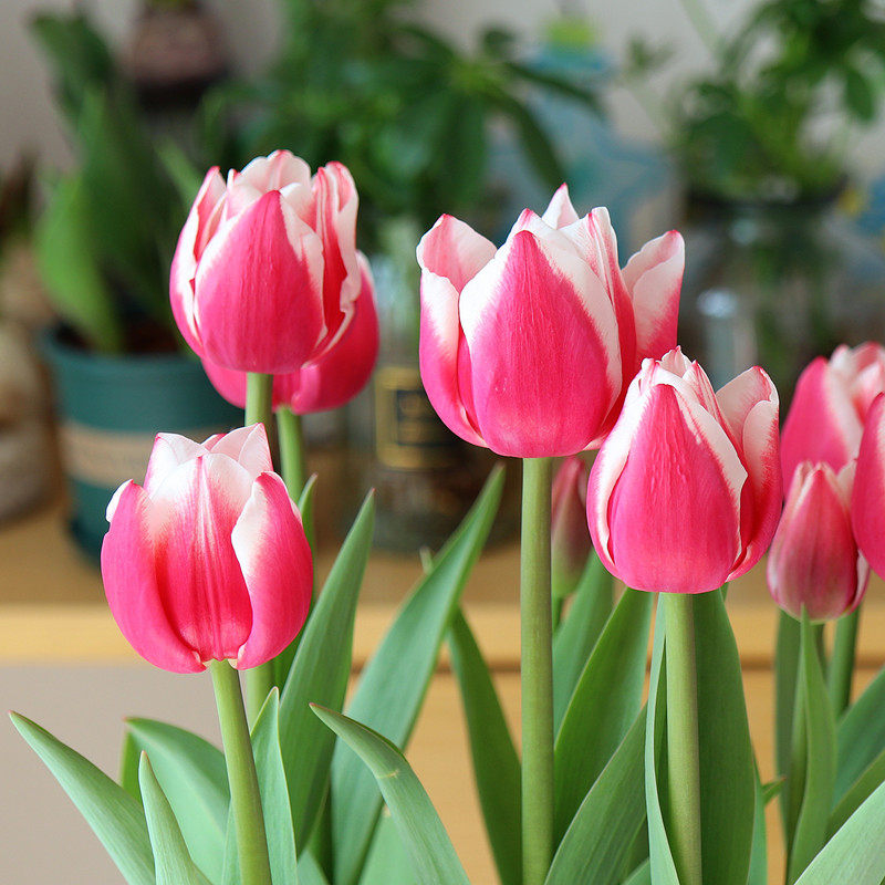 10颗郁金香5度球种球地栽阳台土水培盆栽四季风信子花卉秋冬耐寒,淘宝优惠券,粉丝福利购,淘宝优惠卷