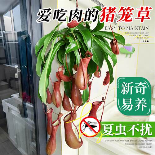 猪笼草盆栽室内客厅四季花卉阳台食虫驱蚊捕蝇草庭院好养吊兰植物 - 图0