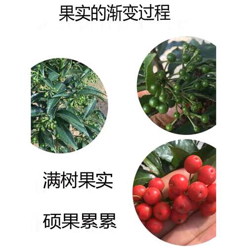 金玉满堂花植物带果发货富贵籽盆栽黄金万两室内客厅年宵花绿植 - 图0