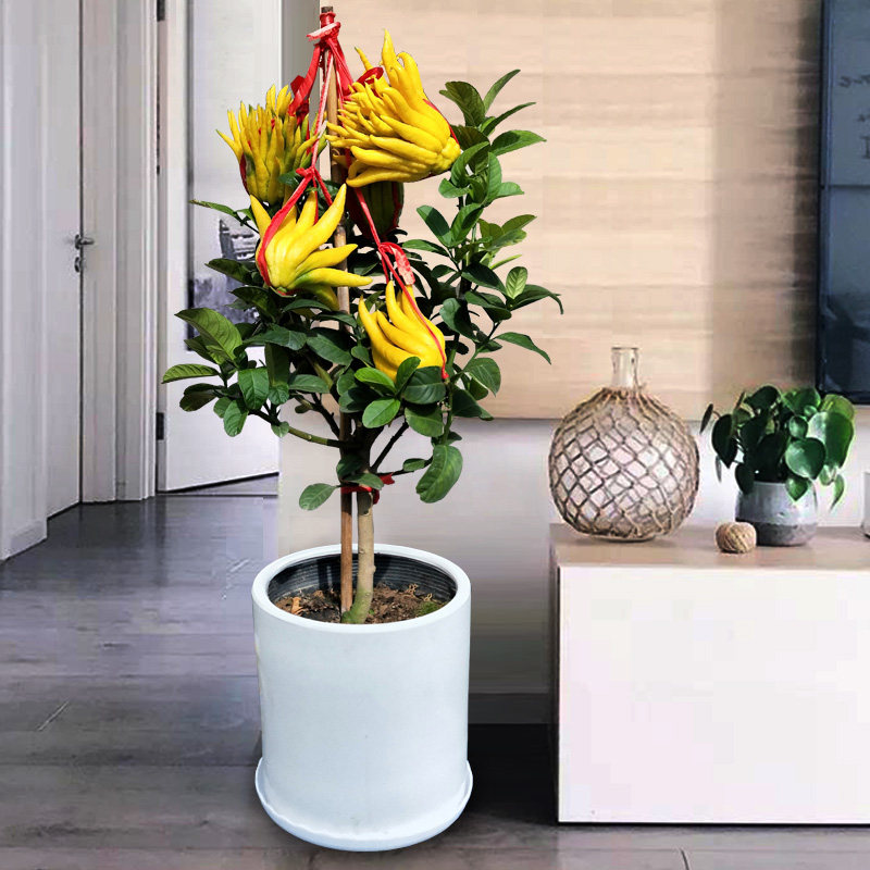 金佛手盆栽带果发货室内客厅招财绿植庭院阳台喜光植物盆景佛手柑