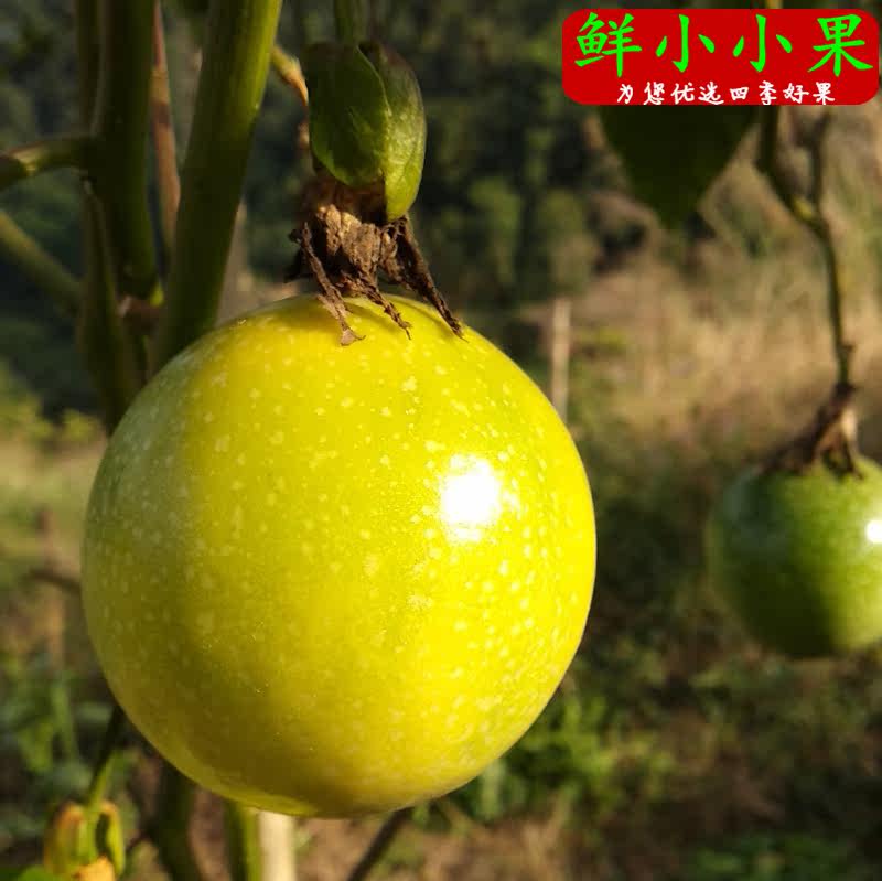  鲜小小果百香果