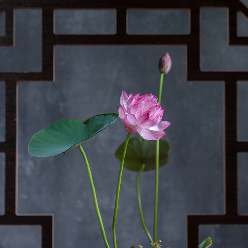 《霓裳》微型碗莲种藕姜永慧微莲苑丰花早花小盆易养禅意荷花根苗 - 图2