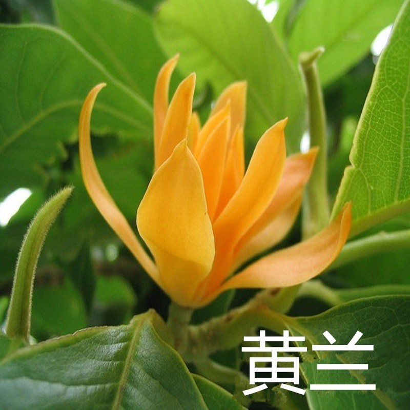 四季开花白兰花盆栽植物室内黄角兰白玉兰花树苗老桩带花苞发货-图1