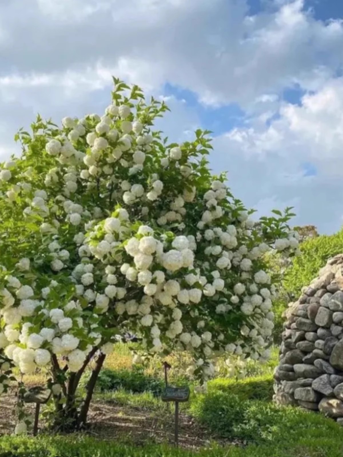 庭院别墅木本绣球花苗中华斗绣球树苗盆栽地栽植物楼顶阳四季开花-图2