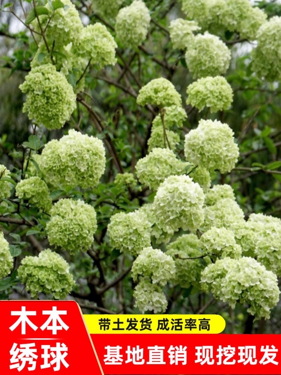 庭院别墅木本绣球花苗中华斗绣球树苗盆栽地栽植物楼顶阳四季开花-图1