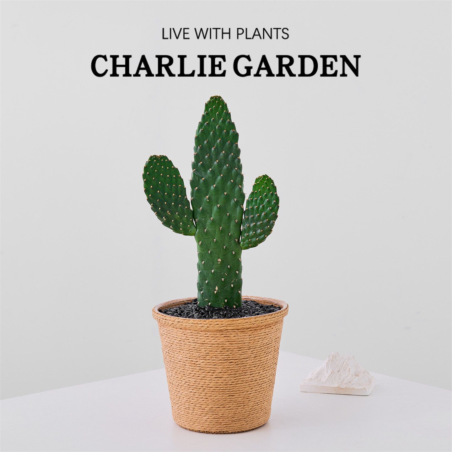 中华掌仙人掌无刺耐旱办公室内桌面绿植花卉盆栽工位解压招财手,淘宝优惠券,粉丝福利购,淘宝优惠卷