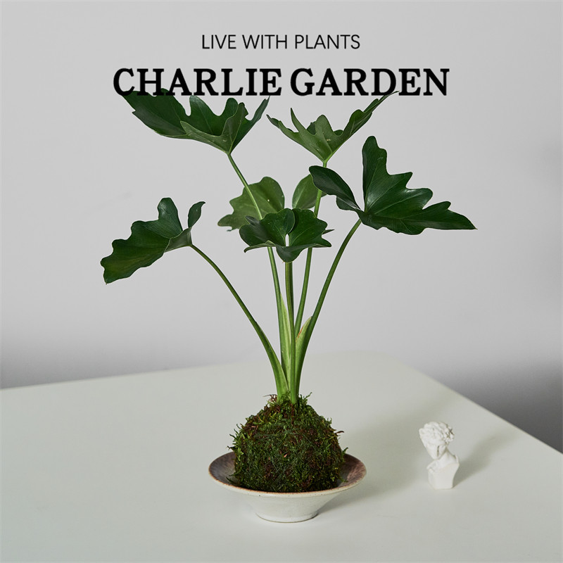 春羽苔玉ins北欧风绿植室内好养耐阴苔藓球净化空气日本水培盆栽,淘宝优惠券,粉丝福利购,淘宝优惠卷