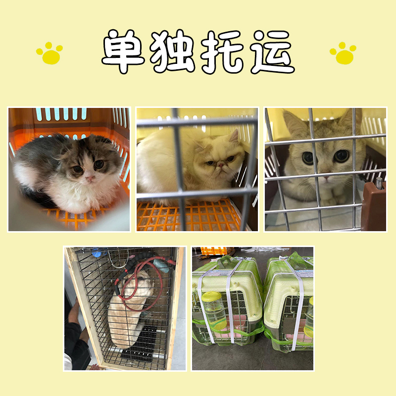 成都宠物托运猫咪狗空运至全国单独随机运输快递上门服务接宠 - 图1