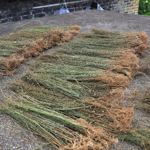田基黄野生500g新鲜晒干全颗带根地耳草田边菊寸金草七寸金新鲜晒 - 图2