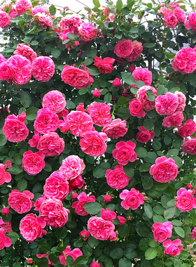 藤本月季花苗特大浓香蔷薇玫瑰