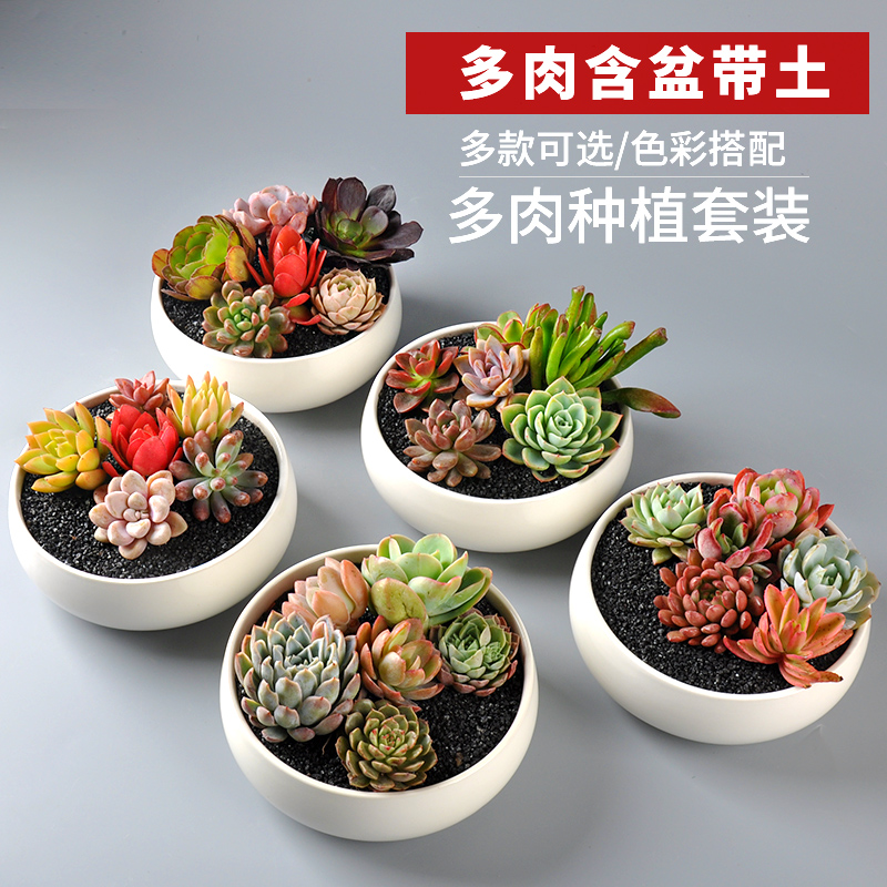 多肉植物花卉盆栽绿植组合室内肉肉植物含盆带土套餐新款多肉花盆 猪猪淘宝优惠券 和好朋友一起省钱 多肉植物花卉盆栽绿植组合室内肉肉植物含盆带土套餐新款多肉花盆 猪猪淘宝优惠券 和好朋友一起省钱
