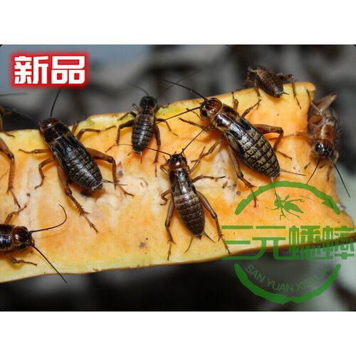 蛐蛐 蟋蟀 白蛐蛐 活体饲料 鱼鸟爬虫 活食 （大亚成）1.6-2厘米 - 图1
