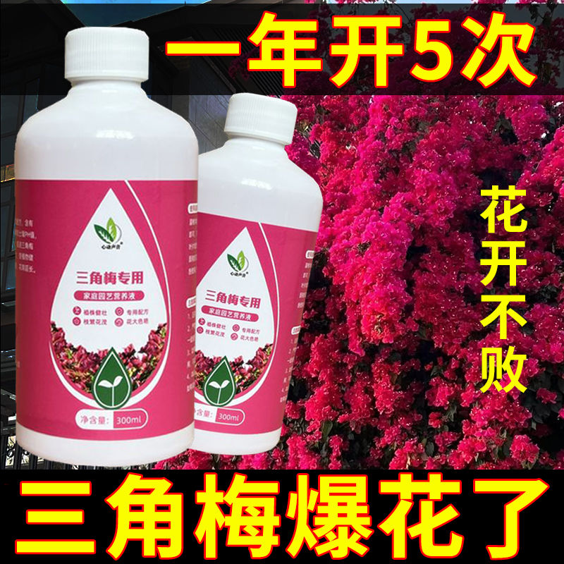 三角梅催花营养液专用肥懒人养花卉通用型梅花促花保花腊梅催花素 - 图1