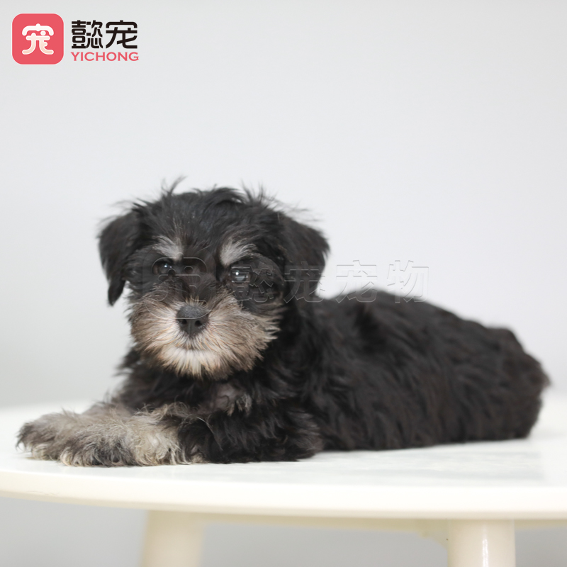 纯种雪纳瑞幼犬活体宠物狗狗CKU双血统带证包健康061501弟弟-图3