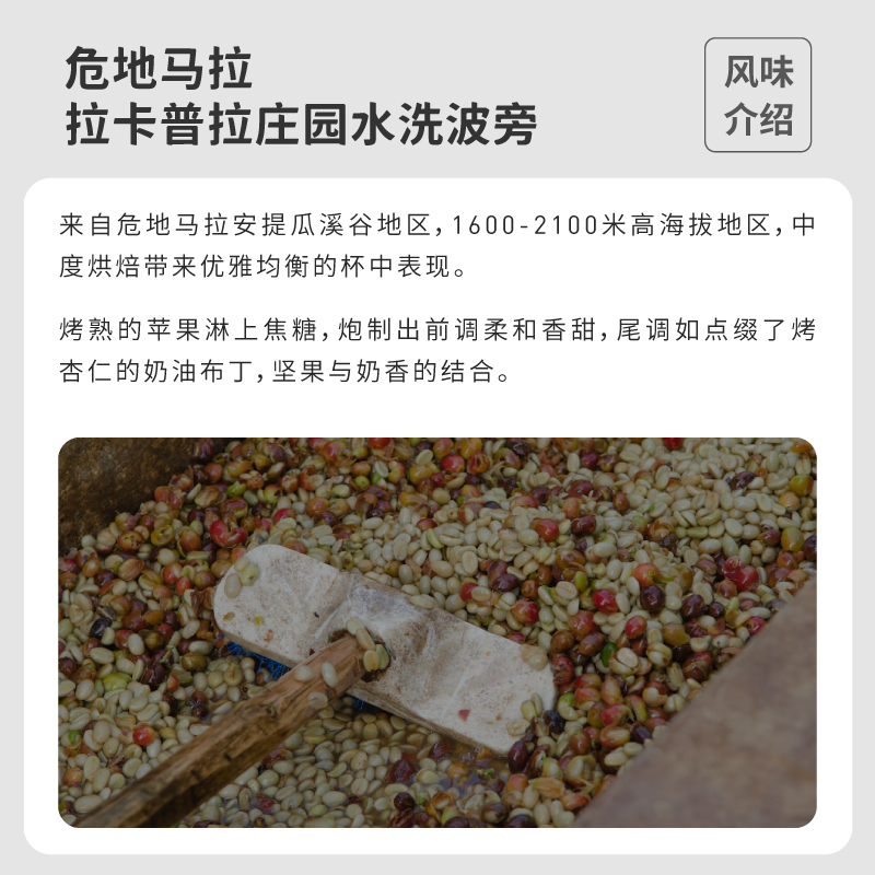 FISHER危地马拉拉卡普拉庄园水洗波旁精品手冲咖啡豆/咖啡粉 227g