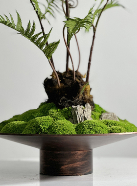 中式日式侘寂禅意永生苔藓狗毛蕨类绿植仿制铜器玄关茶几吧台摆件