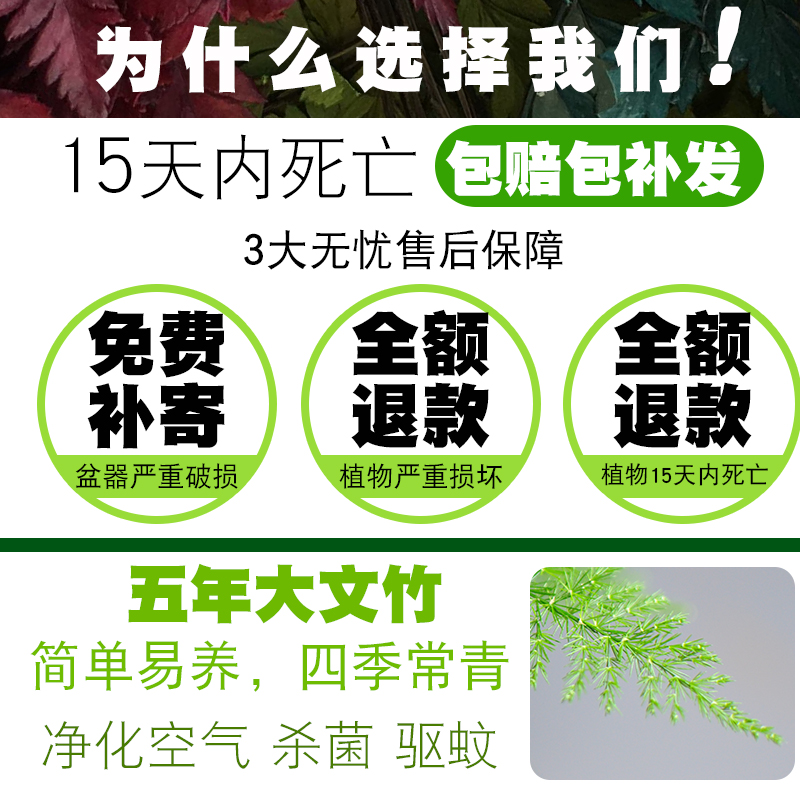 大文竹盆栽植物室内大型盆景吸除甲醛四季常青绿植花卉好养种易活 - 图0