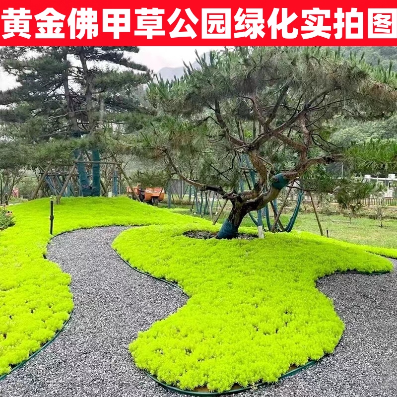 佛甲草苗屋顶绿化草皮坪金叶黄金佛甲草万年草景天过路黄庭院植物 - 图2