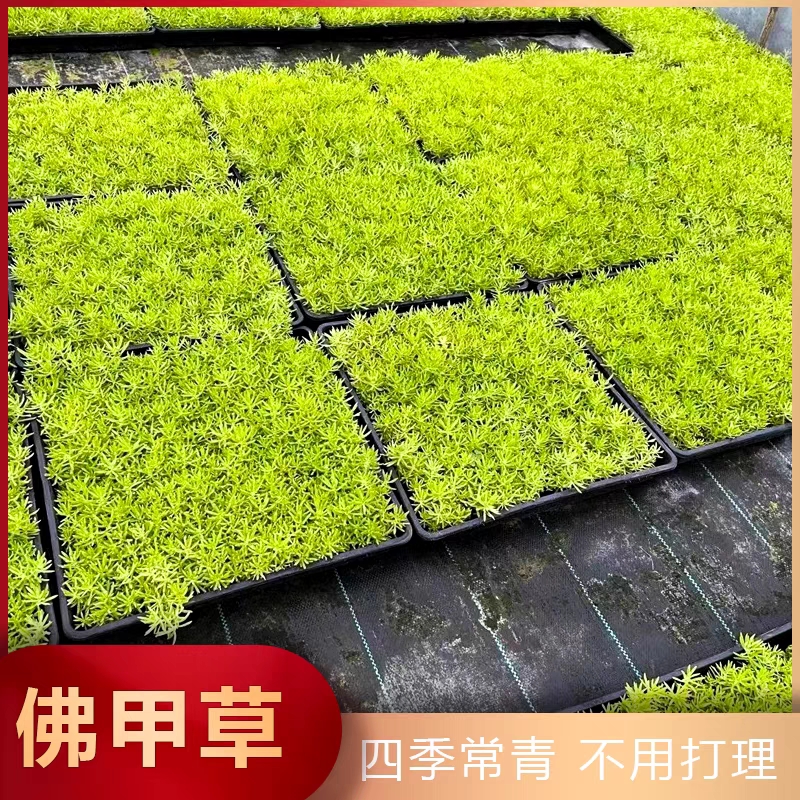 佛甲草苗屋顶绿化草皮坪金叶黄金佛甲草万年草景天过路黄庭院植物 - 图0