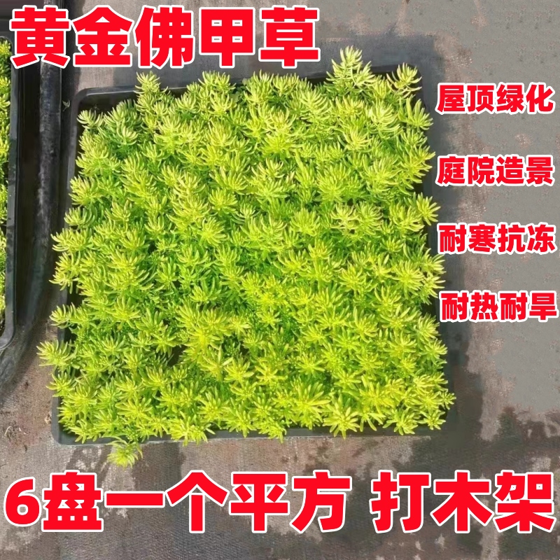 佛甲草苗屋顶绿化草皮坪金叶黄金佛甲草万年草景天过路黄常青植物 - 图0