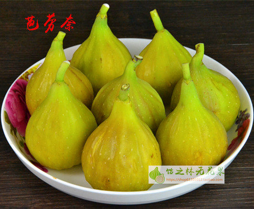 饴之林无花果 芭劳奈树苗 大芭 二月苗地栽 丰产早熟糯甜当年结果 - 图0