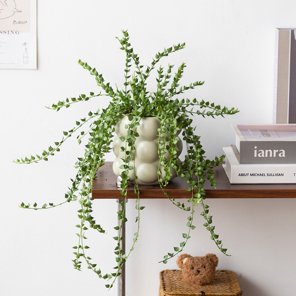 百万心吊兰多肉垂吊植物室内桌面长藤盆栽串钱藤心形绿植净化空气,淘宝优惠券,粉丝福利购,淘宝优惠卷