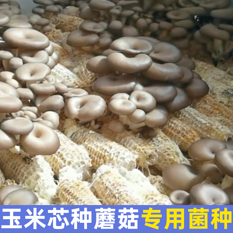 平菇玉米芯棒菌种植包栽培盆内养殖基地厂食用栽培菌种DIY三级种-图1