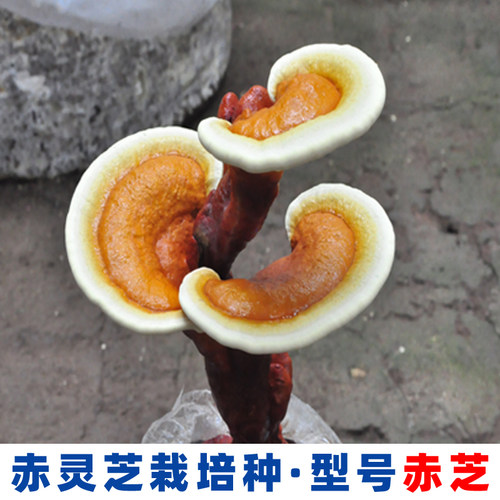 菌种新鲜一二三级栽培种原种批发菇农养殖食用菌大棚室内种植基地 - 图3