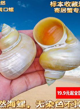 天然海螺贝壳黄色小夜光螺卷贝鱼寄居蟹专用壳鱼缸造景水族装饰摄