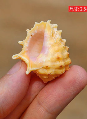天然贝壳海螺粉口岩螺紫色白齿螺稀有标本螺鱼缸水族装饰拍摄道具