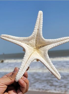 染色馒头海星白海星黄海星绿色超大天然霸王海星手指海星拍摄婚庆