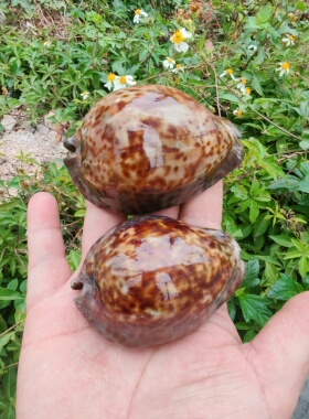 Trona stercoraria minima 迷你大花鼠宝螺   (cyp0211001)
