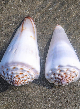 芋螺稀有收藏标本鱼缸造景水族家居装饰摆件好看天然海螺贝壳少女