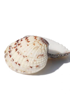 天然贝壳小花蛤鹰翅贝鱼缸水族装饰海螺批发材料DIY漂流瓶微景观