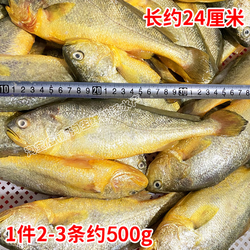 一斤2-3条黄花鱼新鲜海捕大黄鱼海鲜鲜活海鱼鲜鱼速冻生鲜顺丰 - 图0