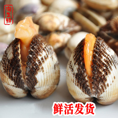 2斤毛蛤鲜活海贝类血蛤海鲜蛤蜊生鲜水产血蚶毛蚶活发顺丰已吐泥 - 图1
