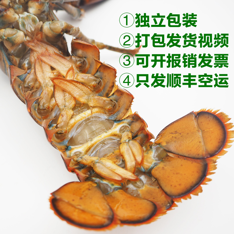 鲜活大龙虾海鲜海虾波士顿龙虾活体打包发货录视频包邮顺丰1-10斤 - 图0