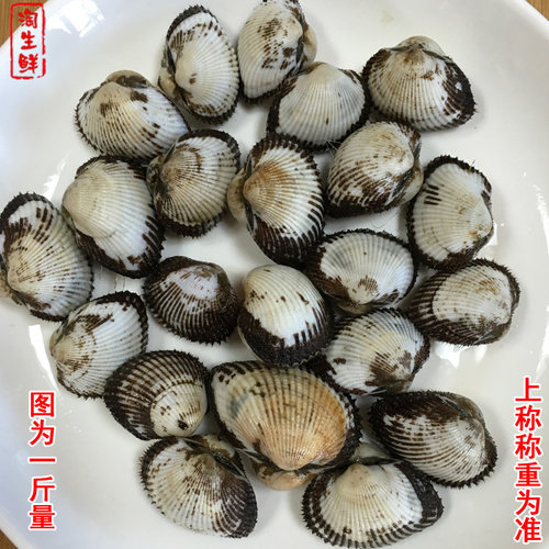 2斤毛蛤鲜活海贝类血蛤海鲜蛤蜊生鲜水产血蚶毛蚶活发顺丰已吐泥 - 图3