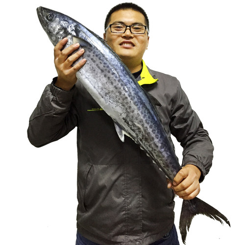 青岛野生马鲛鱼新鲜大鲅鱼包邮鲜活海鲜冷冻水产深海海鱼大马胶鱼 - 图3
