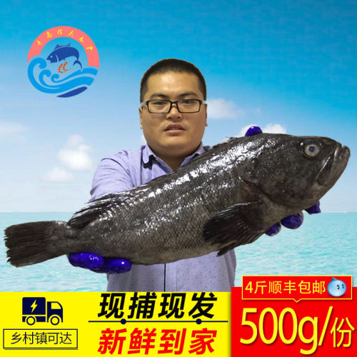 青岛海捕黑头鱼鲜活海鱼包邮海鲜冷冻水产新鲜豆腐鱼猪嘴鱼寨花鱼 - 图0