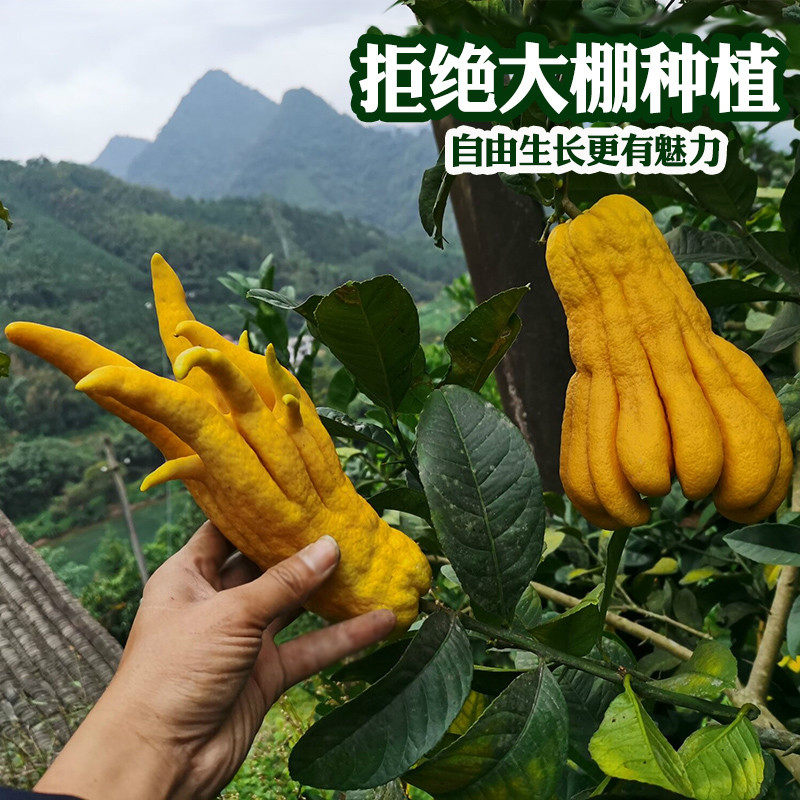 现摘新鲜佛手果佛手柑鲜果润喉鲜佛手3斤果实中药材果树苗香橼茶_虎窝淘