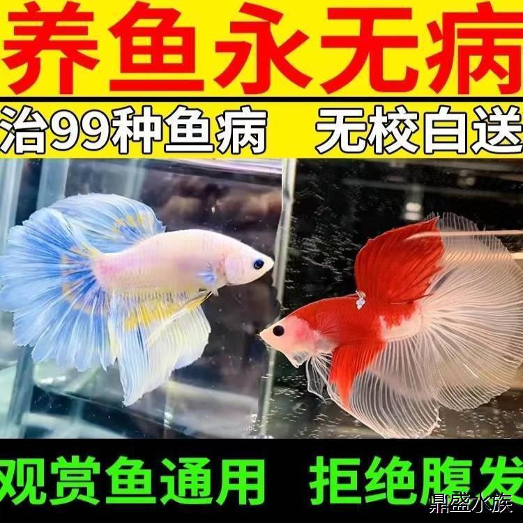 水霉病专治鱼药鱼缸专治锦鲤乌龟各种鱼类烂身烂尾烂鳍爆鳞专用药 - 图1