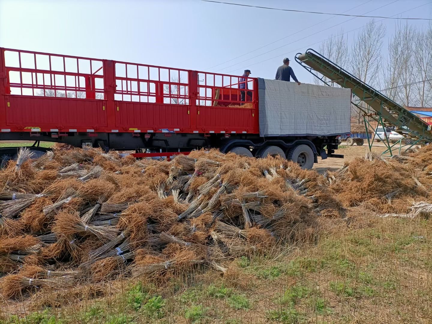 紫穗槐树苗基地防沙固沙护坡国槐苗刺槐苗紫花苗耐寒耐旱道路绿化 - 图2